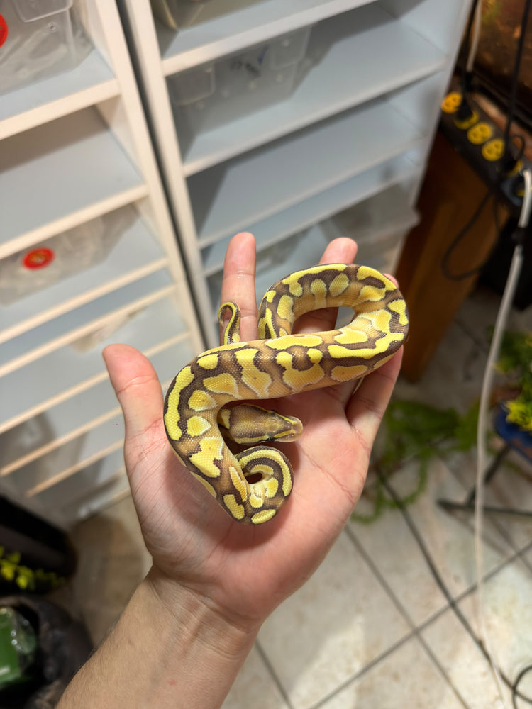 REPTILES