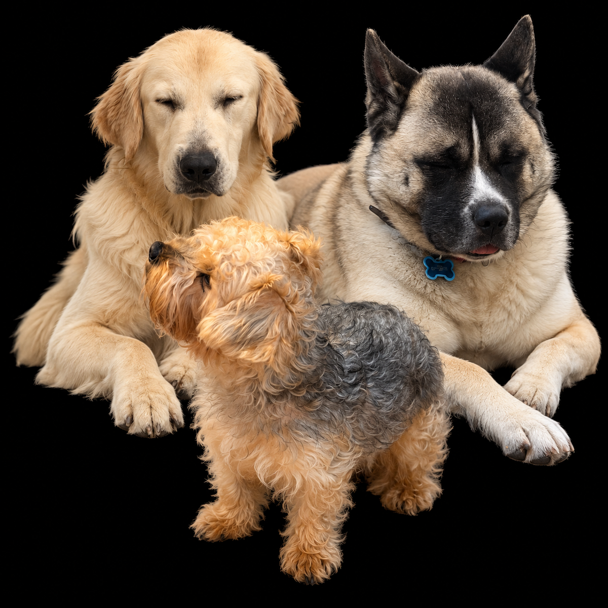 PERROS