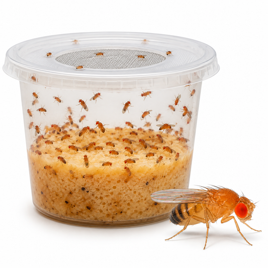 CULTIVO MOSCA DE LA FRUTA (DROSPHILA)